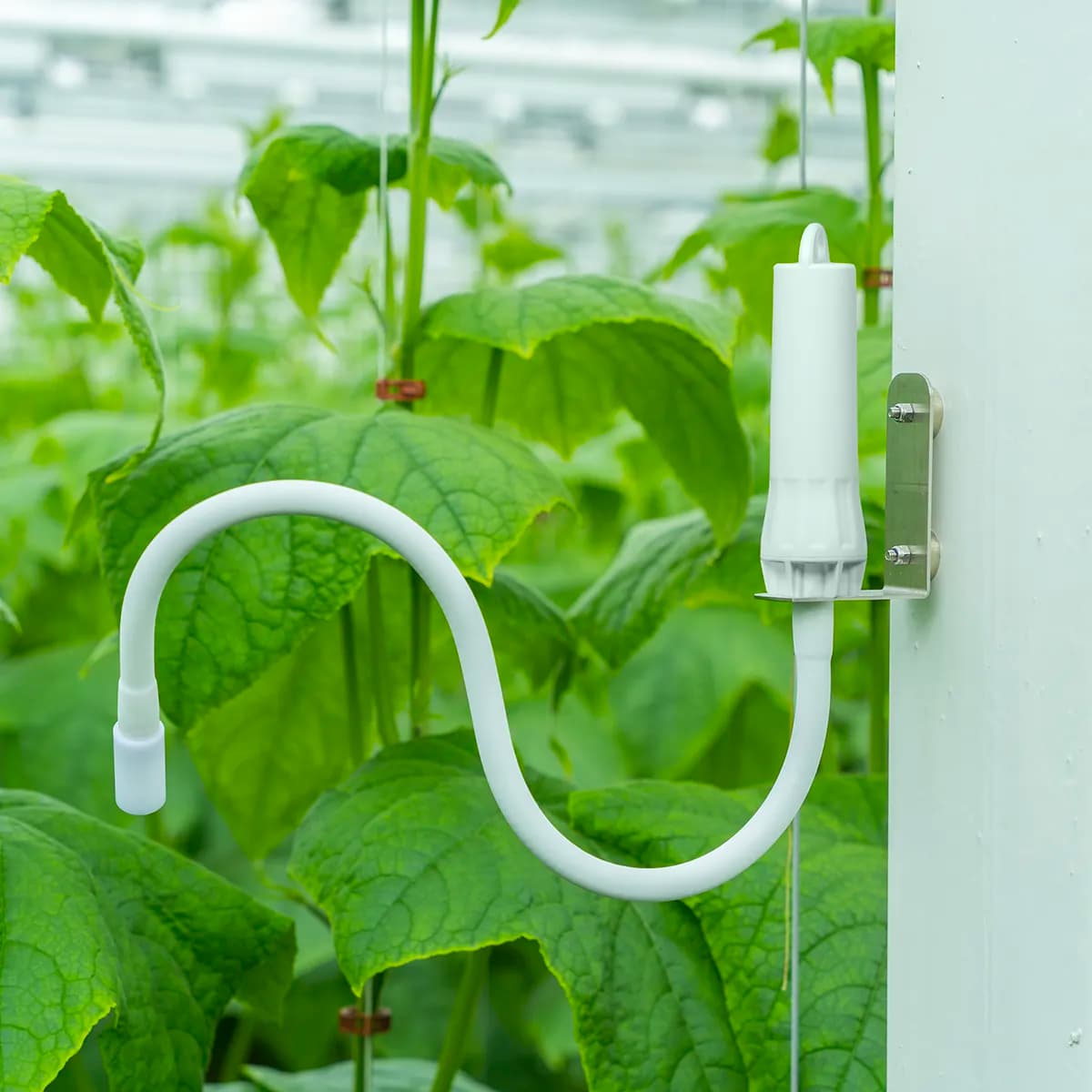 Aranet sensor gemonteerd in de kas