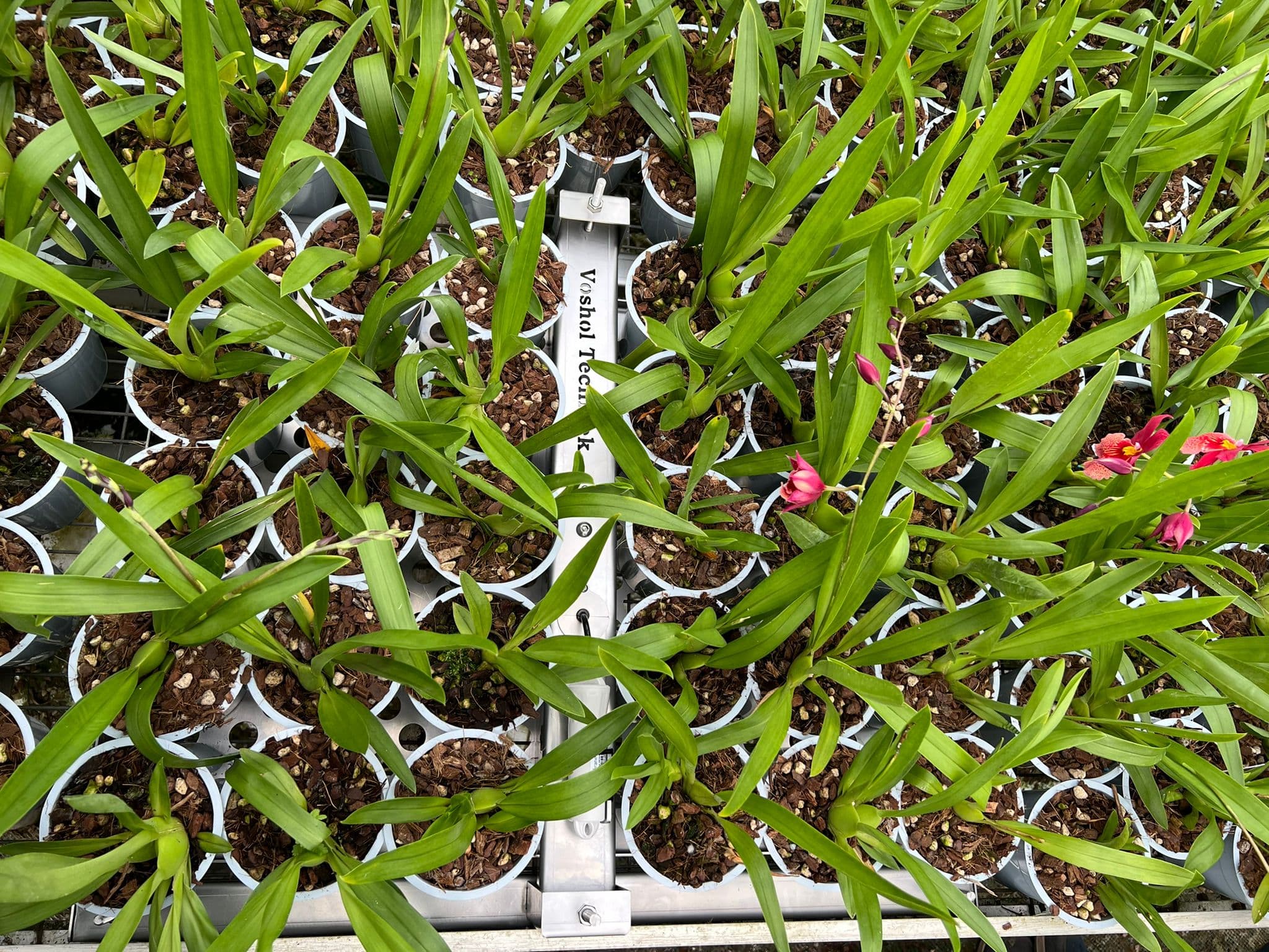 Scale for pot plants and propagation trays
