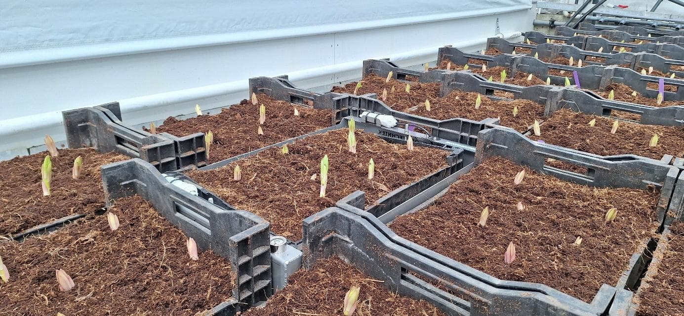 Weighing system for ebb and flood trays with young plants