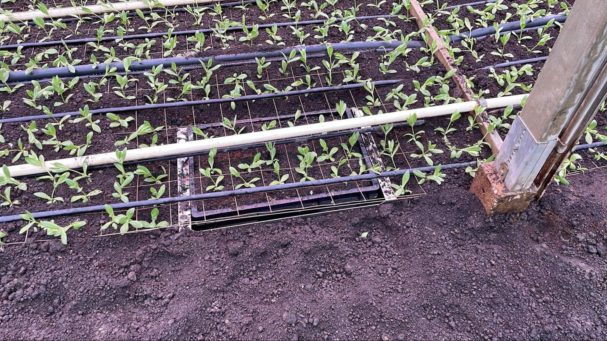 Weighing gutter for open-ground cultivation with young plants