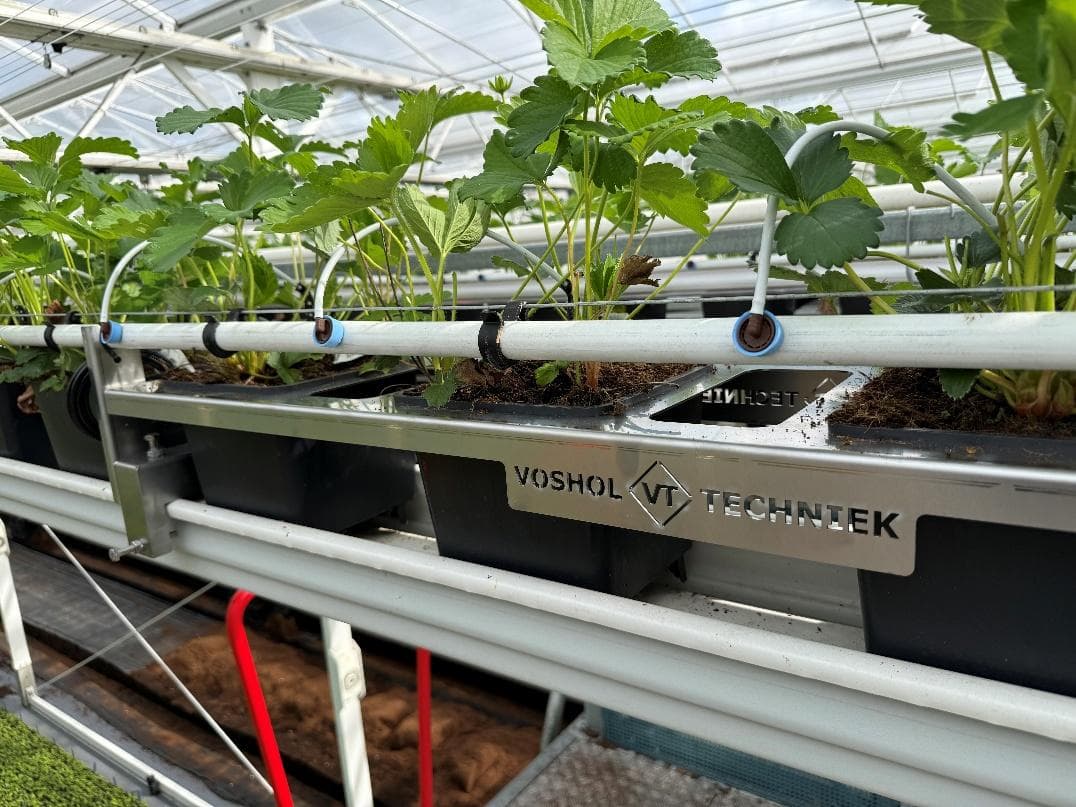 Strawberry scale for pots in the greenhouse