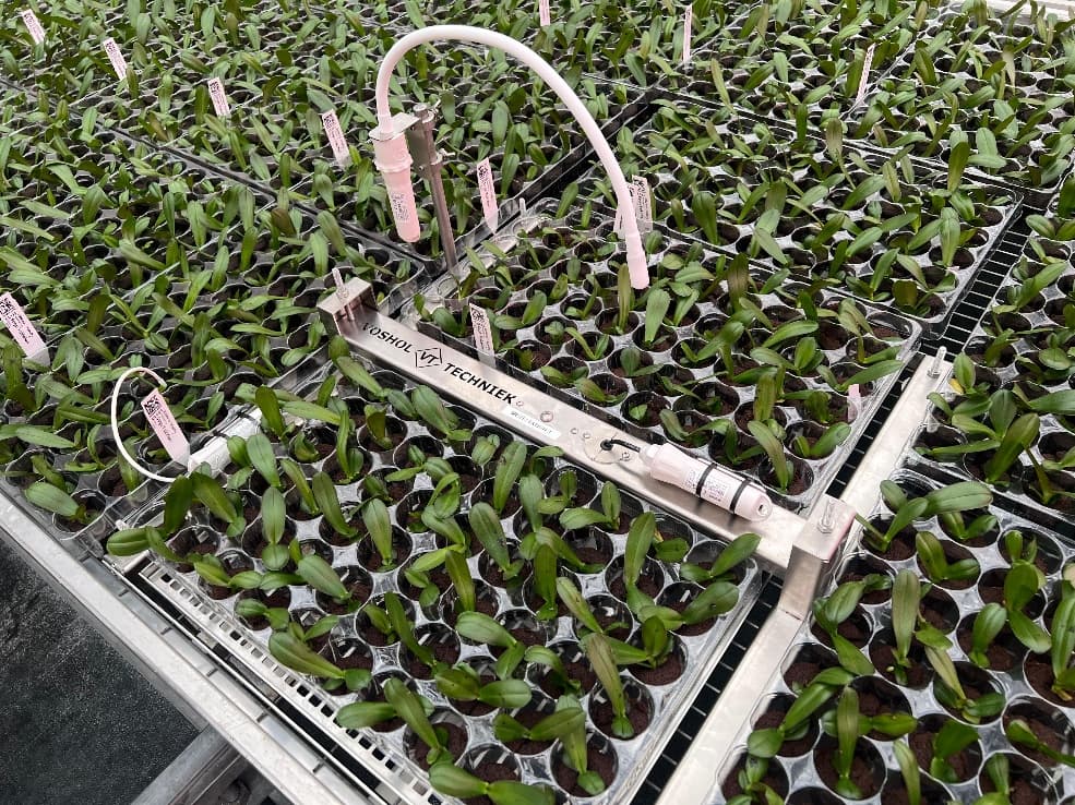 Voshol Techniek weighing system among propagation trays with young orchids